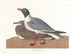 Gaviota rizada - John James Audubon — vista de la obra