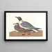 Gaviota rizada - John James Audubon — cuadro enmarcado en la pared