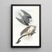 Buse aletas negras - John James Audubon — cuadro enmarcado en la pared