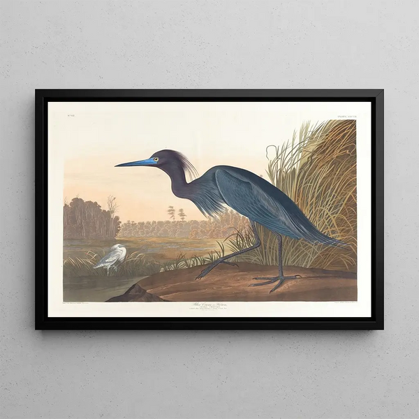 Grúa azul o garza - John James Audubon — cuadro enmarcado en la pared