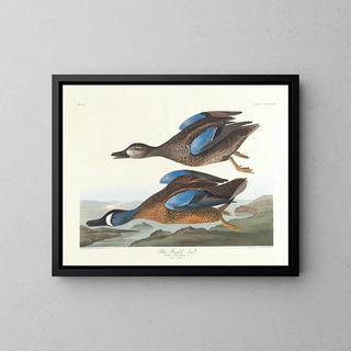 John James Audubon - Bluewinged teal.webp