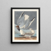 Goéland de Bonaparte - John James Audubon — framed artwork on a wall