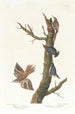 Trepador pardo y arrendajo de California - John James Audubon — vista de la obra