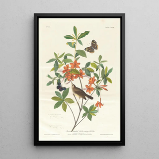 John James Audubon - Brown headed worm eating warbler.webp