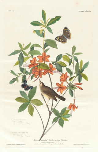 John James Audubon - Brown headed worm eating warbler.webp