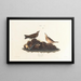 Alouette bruna - John James Audubon — cuadro enmarcado en la pared