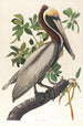 Pelícano marrón Pelecanus fuscus - John James Audubon — vista de la obra