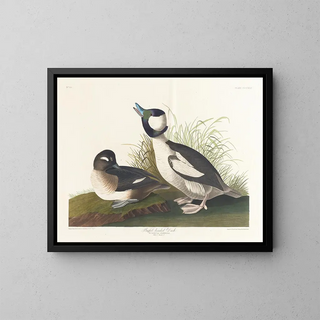 John James Audubon - Buffetheaded duck.webp