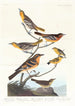 Oriole de Bullock, Oriole de Baltimore, Jilguero mexicano, Zorzal variado, Zorzal de los arroyos - John James Audubon — vista de la obra