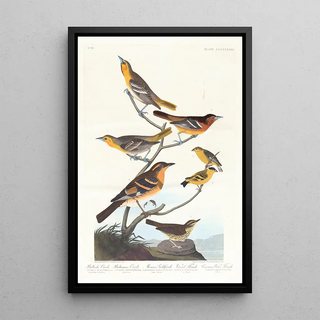John James Audubon - Bullocks oriole Baltimore oriole Mexican goldfinch Varied thrush Common water thrush.webp