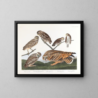 John James Audubon - Burrowing owl Largeheaded burrowing owl Little night owl Columbian owl Shorteared owl.webp