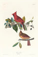 Cardinal gros-bec - John James Audubon — vista de la obra