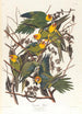 Perroquet de Caroline - John James Audubon — vista de la obra