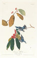 Paruline azurée - John James Audubon — vista de la obra