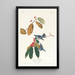 Paruline azurée - John James Audubon — cuadro enmarcado en la pared