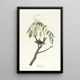 John James Audubon - Chipping sparrow.webp