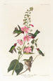 Colibrí de Colombia - John James Audubon — vista de la obra