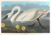 Cygne d'Amérique - John James Audubon — vista de la obra