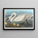 Cygne d'Amérique - John James Audubon — cuadro enmarcado en la pared
