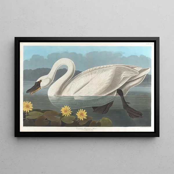 Swan of America - John James Audubon — framed artwork on a wall