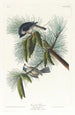 Mésange huppée - John James Audubon — vista de la obra