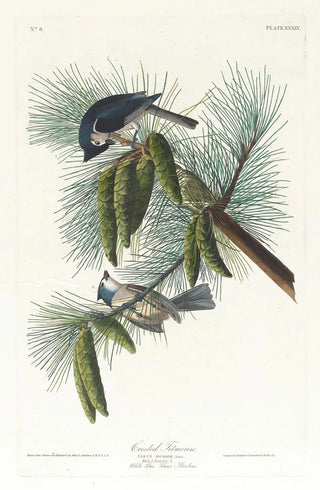 John James Audubon - Crested titmouse.webp