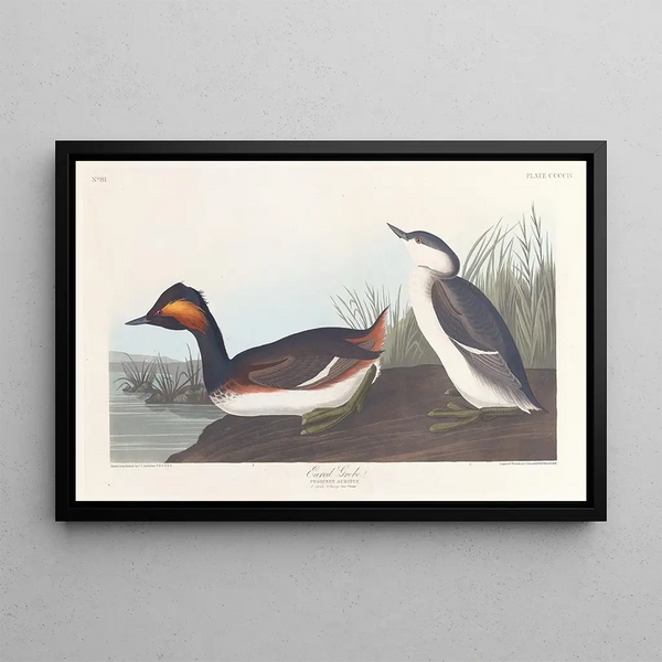 Grebe à cou noir - John James Audubon — framed artwork on a wall