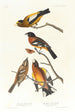 Gros-bec del atardecer, Gros-bec moteado - John James Audubon — vista de la obra