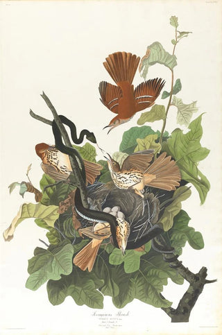 John James Audubon - Ferruginous thrush.webp