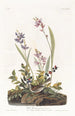 Bruant des champs - John James Audubon — vista de la obra