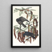 Cuervo pez - John James Audubon — cuadro enmarcado en la pared
