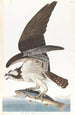 Águila pescadora - John James Audubon — vista de la obra