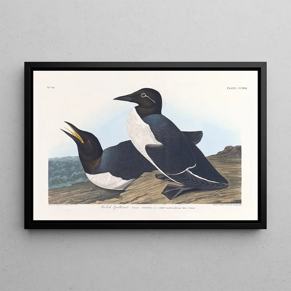 Insane Guillemot Painting - John James Audubon — framed artwork on a wall