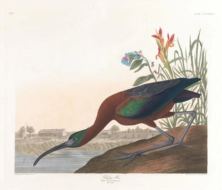 John James Audubon - Glossy ibis.webp