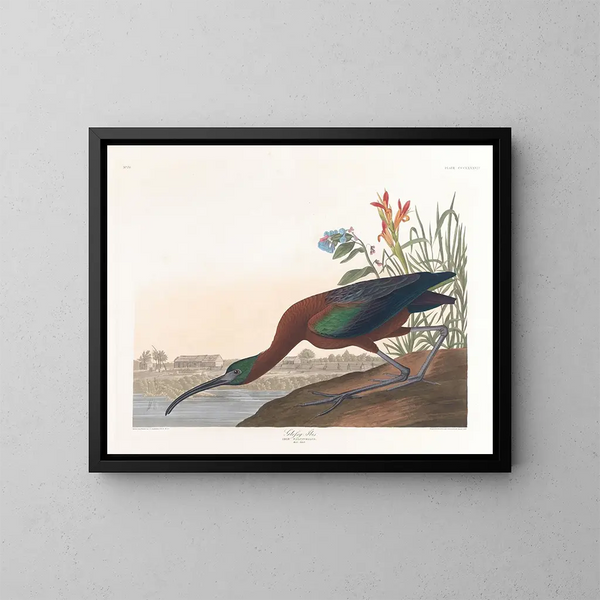 Ibis falcinelle - John James Audubon — framed artwork on a wall