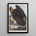 Águila real - John James Audubon — cuadro enmarcado en la pared