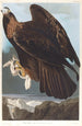 Águila real - John James Audubon — vista de la obra