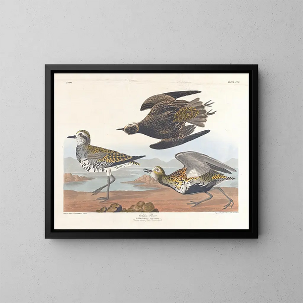 Golden Plover - John James Audubon — framed artwork on a wall