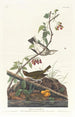 Parulina de corona dorada - John James Audubon — vista de la obra