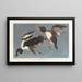 Garrot à œil d'or, Fuligula clangula - John James Audubon — cuadro enmarcado en la pared