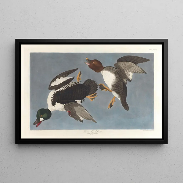 Garrot à œil d'or, Fuligula clangula - John James Audubon — framed artwork on a wall