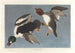 Garrot à œil d'or, Fuligula clangula - John James Audubon — vista de la obra