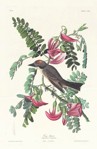 John James Audubon - Gray tyrant.webp