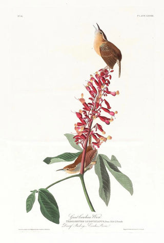 John James Audubon - Great Carolina wren.webp