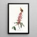 Troglodyte de Caroline - John James Audubon — cuadro enmarcado en la pared