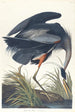 Gran garza azul - John James Audubon — vista de la obra