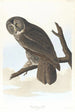 Gran Búho Ceniza - John James Audubon — vista de la obra