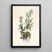 Tyran a cabeza negra - John James Audubon — cuadro enmarcado en la pared