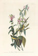Tyran a cabeza negra - John James Audubon — vista de la obra