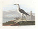 Black-tailed Barge - John James Audubon — artwork view